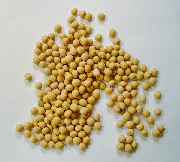 Grãos de soja